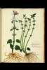  Fol. 83 

Galiopsis flore albo purpureo n. 1.
Galiopsis maxima Pannonica
flore diuplici n. 2.
Galiopsis flore prorsus candido n. 3.